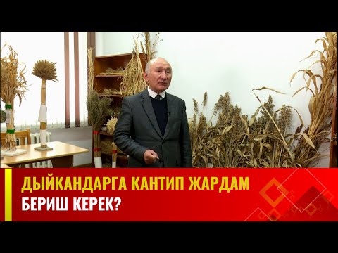 Дыйкандарга кантип жардам бериш керек? | Агро Чарба