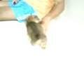 videos de Filhote teckel Liza e Pablo