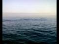 Delfini a ostia