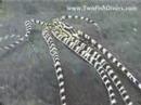 Mimic-Octopus
