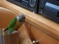 Alton Brown the Conure 2