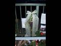 UnSeRe Nessy ...[ in Gedenken an Vanessa Damme ]