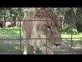 NEW Lion home!