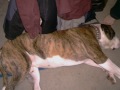 american bulldogs at their best!