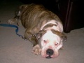american bulldogs at their best!