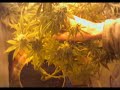 Marijuana - music by SUBATOMIC