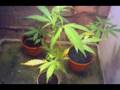 Marijuana - music by SUBATOMIC