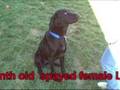 Courage 6107467 Humane Society Colorado Adopt