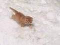 Les chatons dans la neige