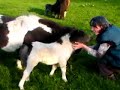 Fairytail Panache and new foal Time Lord 08