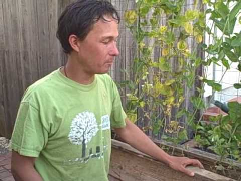 how to transplant snow peas