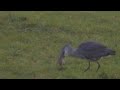 Reiger heeft moeite met gevangen rat