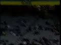 Search Video