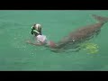 Dugong loves Lidy