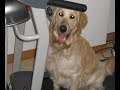 Dino the Golden Retriever - Working out on the treadmill