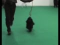 videos de Insubria Winner 2008.mp4