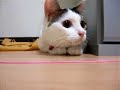 うちの猫26