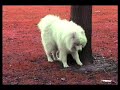 Paw-Nography - 