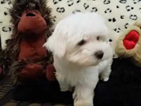 Handsome and Tiny Male Maltese Puppy!