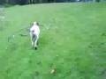 Harry English mastiff with girlfriend Ellie the Newfondland