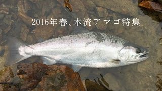 2016年春、本流アマゴまとめ