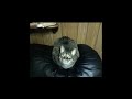 Justin Bieber's Cat Pictures
