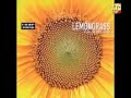 lemongrass - fleur solaire - belly button