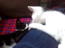 Sheffield Kittens