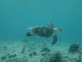 Sea Turtle
