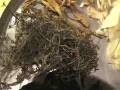 Skin Rash -- A Chinese Herbal Prescription (4)