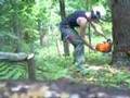 Stihl MS-441 Magnum fells pine tree please comment