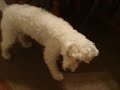 11/18/2008 The Pets at Night!  4053