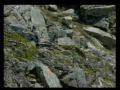 Where Cold is Hot A Murrelet s Eye View of Glacier Bay