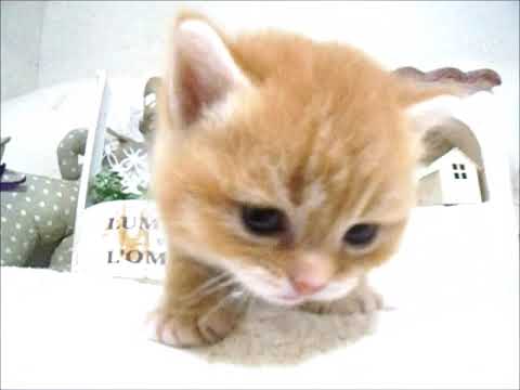 YouTube Preview Image