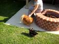 Zola the yorkie playing with her cousin Conan the pomeranian