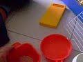 Criceto addestrato Criceto addestrato