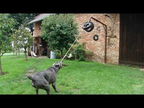 cane corso