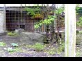 red-panda-petit-panda-panda-maa.html