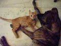 Foreplay (Funny) Foreplay (Funny)