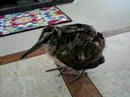 Newly hatched woodcock Newly hatched woodcock