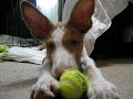 Oddy and the Tennis Ball
