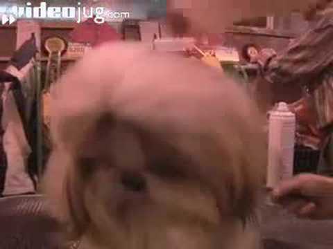 shih tzu