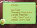 Dog Breeds: Shih Tzu