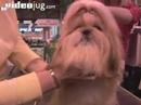 Dog Breeds: Shih Tzu