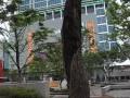 Walking outside of Ewha University (Morning)