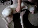 Rino soooo ticklish!!