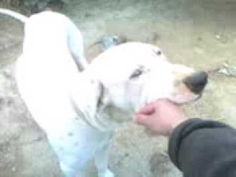 pakistani mastiff