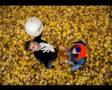 Autumn Game