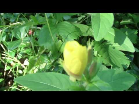 how to care for oenothera