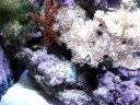 24G NANO CUBE SALTWATER TANK HQI 150 WATT